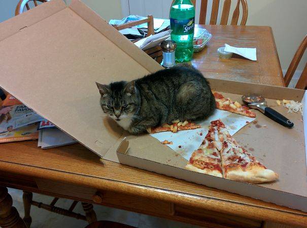 „Elfelejtettem visszahajtani a pizzás doboz tetejét...”