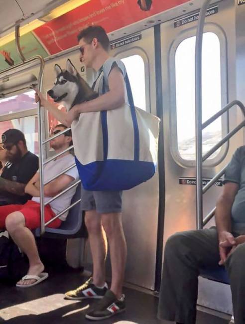 New Yorkban van egy szabály, hogy csak olyan kutyákat lehet metrón szállítani, amik beleférnek a táskánkba. Persze, ha elég nagy az a táska...😏