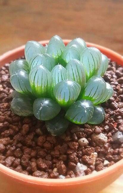 Szemölcsliliom (Haworthia cooperi)