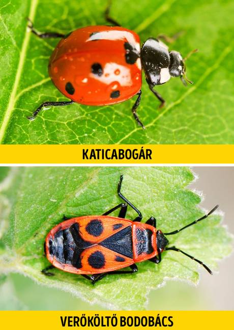 Katicabogár vagy verőköltő bodobács