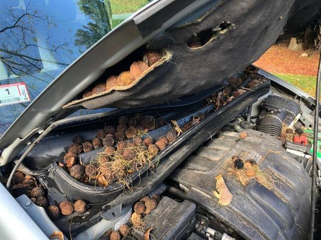 „A mókusok éléskamrát csináltak a kocsim motorteréből, amíg két hétig nem voltam otthon...”