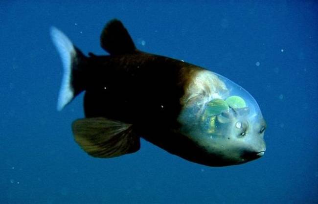 Barreleye (Opisthoproctidae)