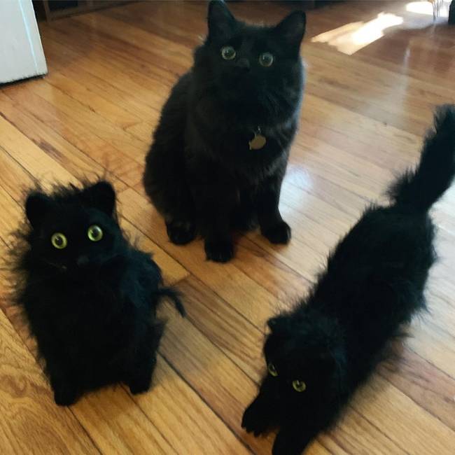“Vettem egy Halloween dekorációt egy turkálóban, és most nem találom a macskámat.”