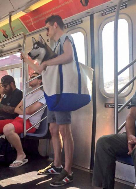A new yorki metrón tilos kutyákat szállítani. Ez a kutya azonban technikailag nincs a metrón... :P