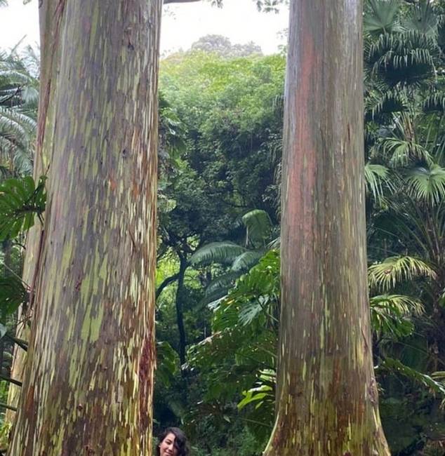 „A barátom Hawaii-on nyaralt, és megkért egy járókelőt, hogy készítsen róla egy képet a fákkal a háttérben. Az Isten áldja azt az embert."