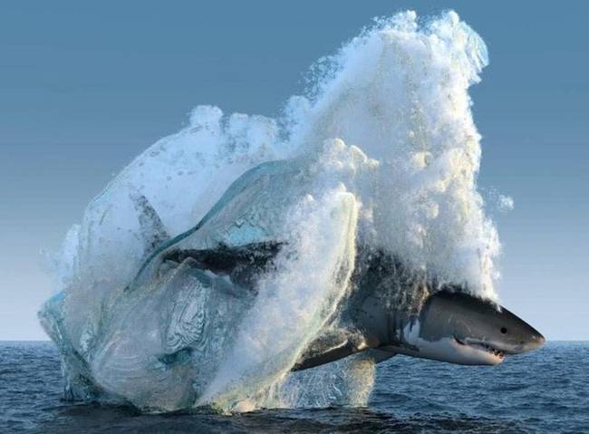 Ez a fotó épp olyan, mintha a cápa egy jégtömbbe fagyott volna.