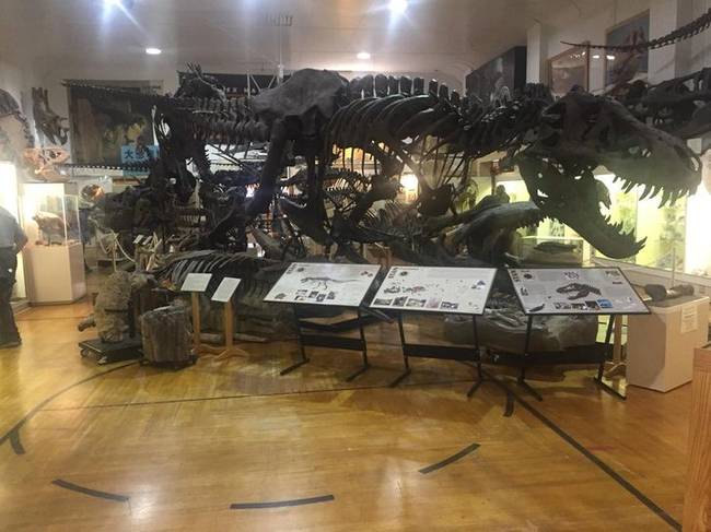 Dinoszaurusz múzeum egy régi kosárlabda pályán.