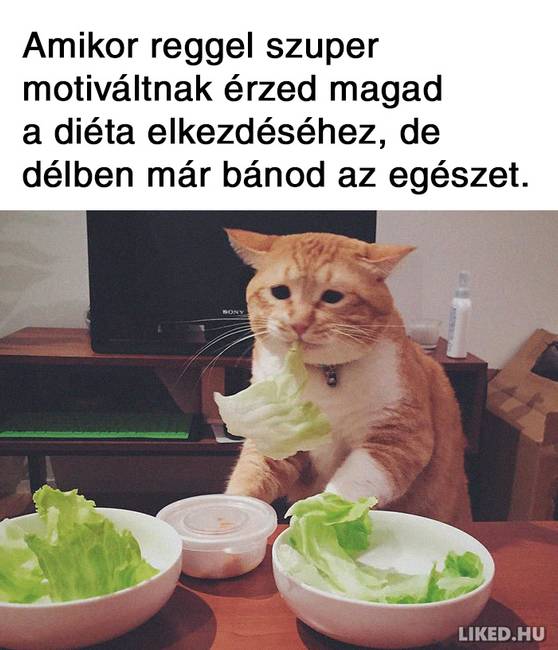 21 fogyókúrázással kapcsolatos mém, ami többet mond minden szónál