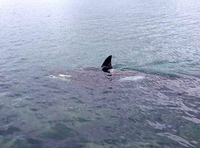 Kardszárnyú delfin a városi öbölben? Gyakori jelenség.