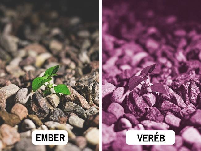 Veréb