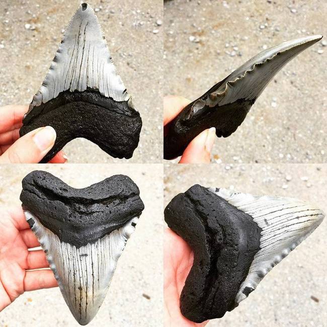 „Találtam egy megalodon fogat Észak-Karolinában."