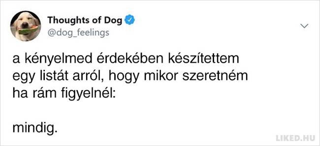 20 vicces kutyagondolat, amivel minden gazdi könnyedén képes lesz azonosulni