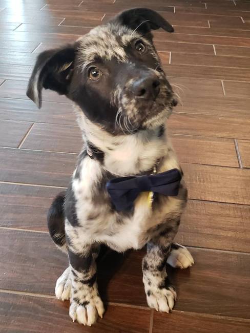Egy nagyon édes Catahoula leopárdkutya keverék.