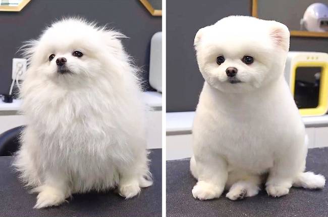 Pomerániai plüssmaci.