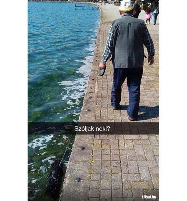 Nem egy megszokott kutyasétáltatás.