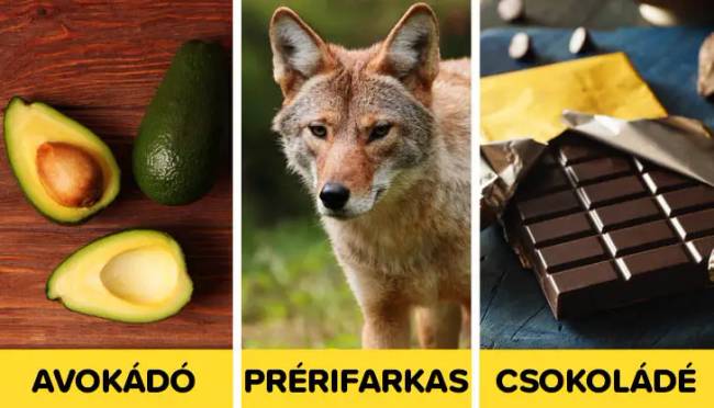 Azték szavak