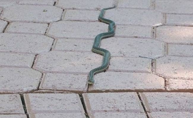 A Snake játék életre kelt.