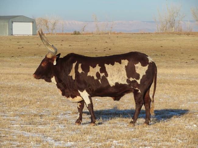 Ez az Ankole-Watusi marha úgy néz ki, mintha átlátszó lenne.
