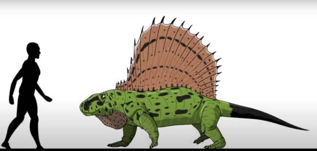 A Dimetrodon egy perm időszakban élt ragadozó volt, ami minden nála kisebb élőlényt elejtett. A hátán lévő "vitorla" szerű testrész hőszabályozóként funkcionált.