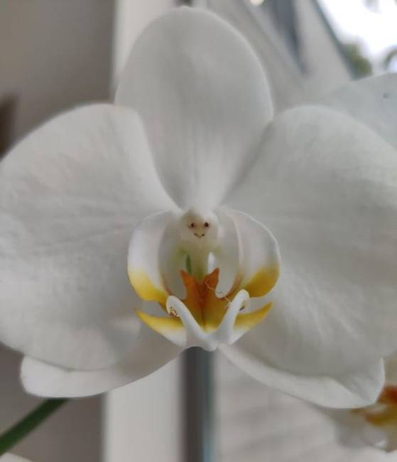 „A nappalimban lévő orchideám virágának közepén egy mosolygó arc található."