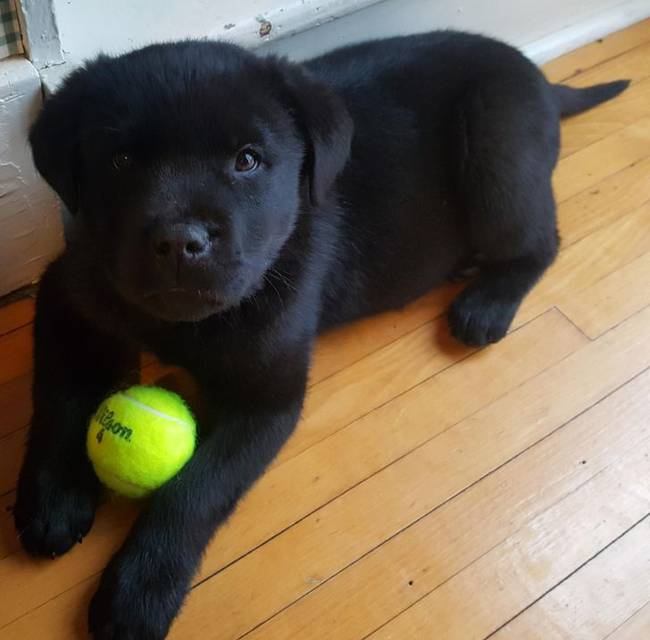 A teniszlabdák szerelmese, Nuggets, aki egy labrador és rottweiler szerelmének a gyümölcse.