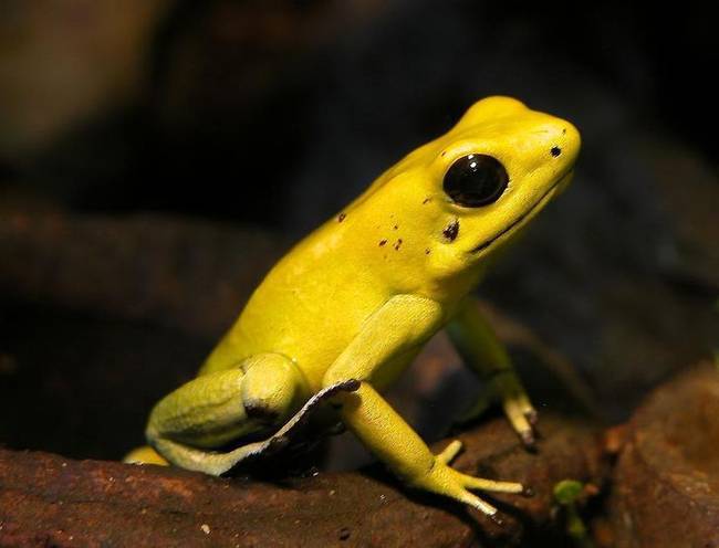 A fogságban élő mérgező békák nem mérgezőek. A vadonban csak azért termelnek mérget, mert főleg hangyákkal táplálkoznak, a hangyák pedig mindenféle mérgező növénnyel táplálkoznak.