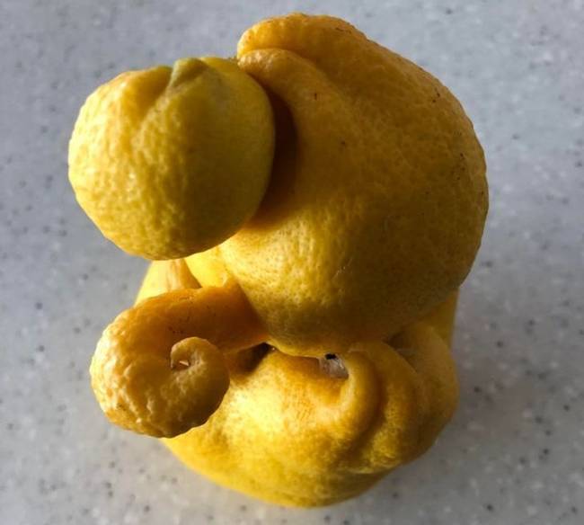 „A citromfám szült egy Cthulhu-szörnyet."