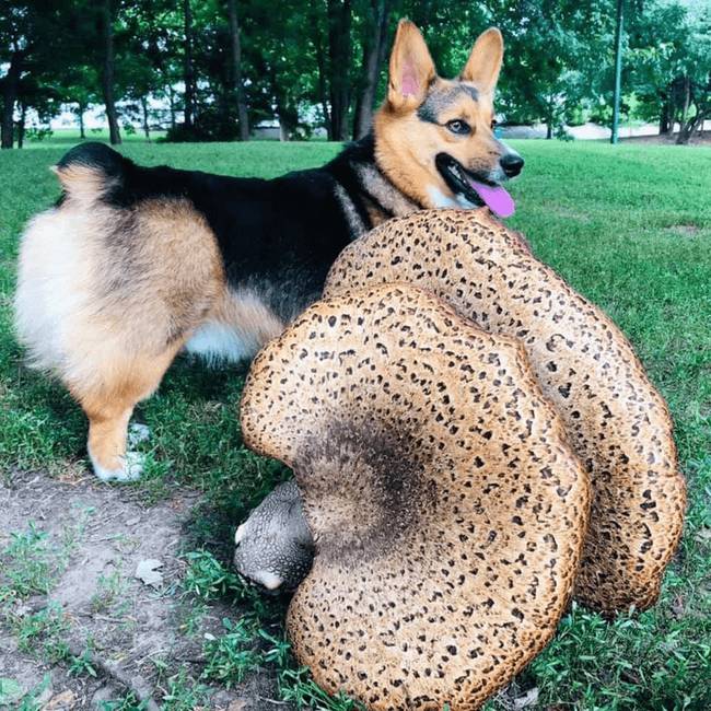 Óriás gomba egy corgihoz képest.
