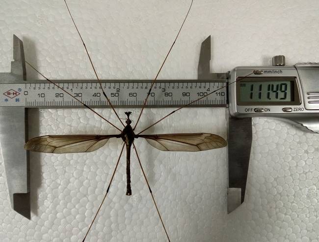 A holorusia mikado nevű szúnyogfajta szárny-fesztávolsága a 11 centit is elérheti.