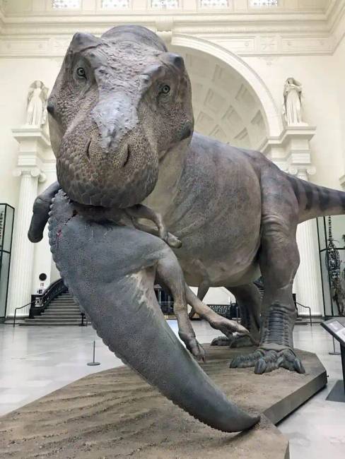Dinoszauruszok történelem régészet 023