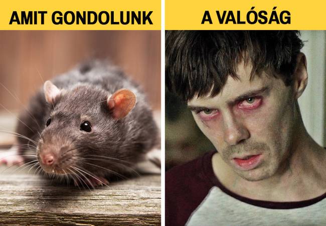 Nem a patkányok terjesztették a pestist Európában.