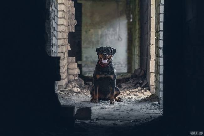 -Helló, kutyus! -Helló, Te gyorsan futó fotós!
