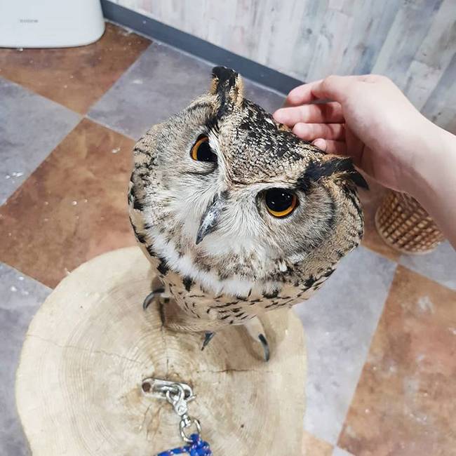Japánban speciális kávézók vannak, ahol baglyokkal „beszélgethetünk", miközben kávézunk.