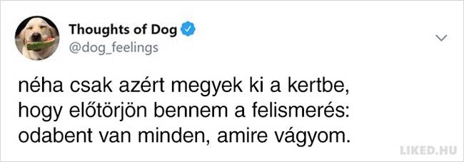 20 vicces kutyagondolat, amivel minden gazdi könnyedén képes lesz azonosulni