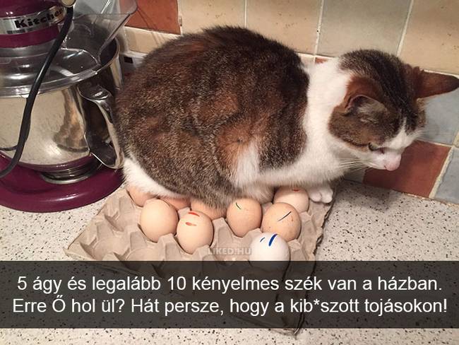20 röhejes macskás Snapchat-üzenet, ami még a legpocsékabb napot is felvillanyozza