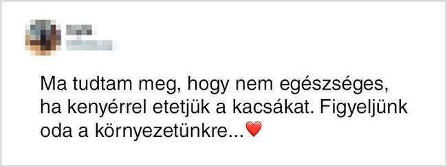 A kacsákat a legjobb túróval, főtt tojással vagy kásával (árpa, zabpehely) etetni.