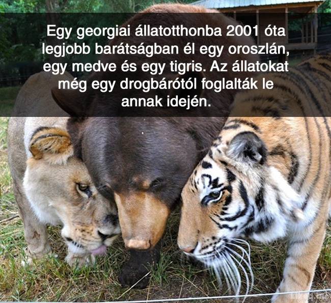 20+ örömteli tény, ami után teljesen más szemmel nézel majd a világra