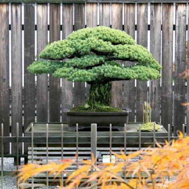 1625 éves bonsai fa.