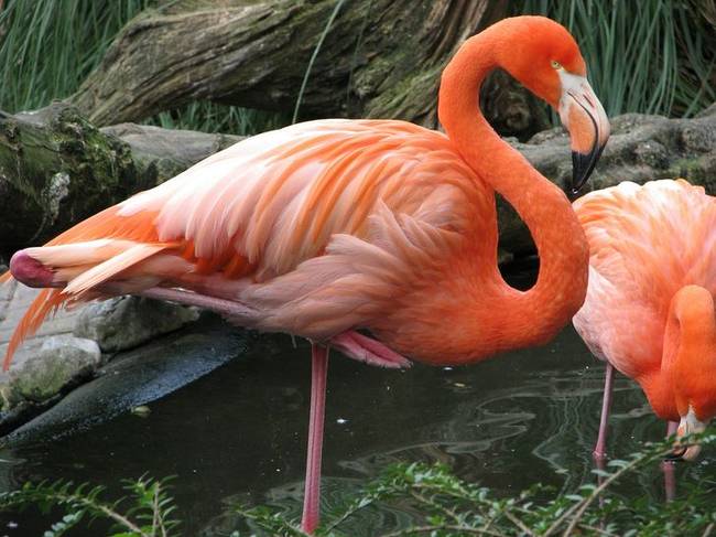 Miért állnak egy lábon a flamingók?