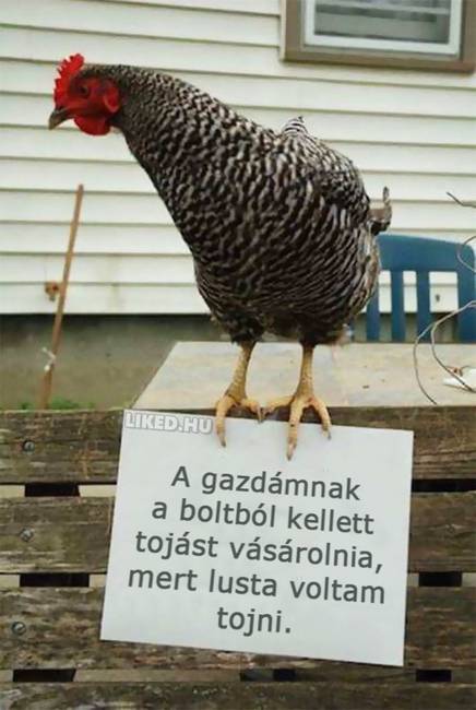 14 kisállat, akit szégyentáblával jutalmaztak a csínytevésért