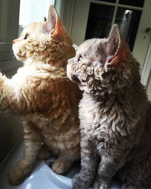 Selkirk rex