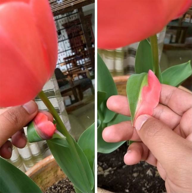 „Találtam egy tulipánt, aminek a levele félig szirom."