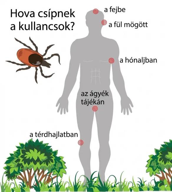 A legcsábítóbb helyek számukra a sűrű érhálózatú területek: a hónalj, az ágyék, a fülek mögötti rész, és közvetlenül a hajvonal széle.