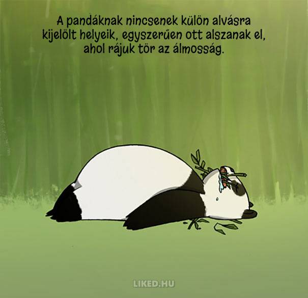 20 őrült tény az állatokról, amit nem tanítottak meg nekünk az iskolában