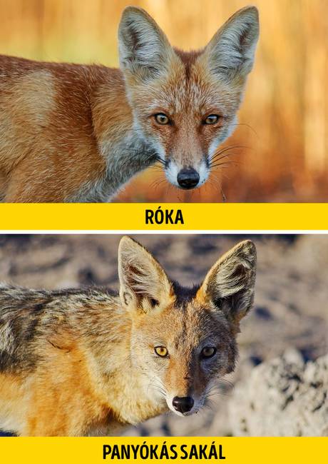 Róka vagy panyókás sakál