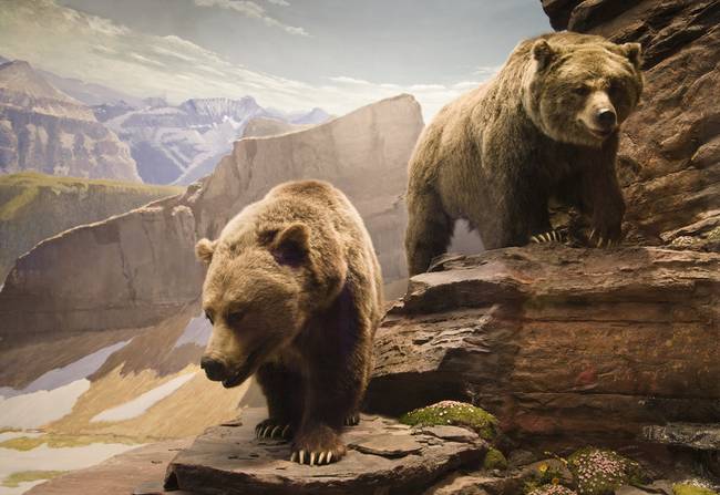 Ha egy grizzly medve felnő és elhagyja az anyját, még akkor is annak közvetlen közelében keres magának otthont.