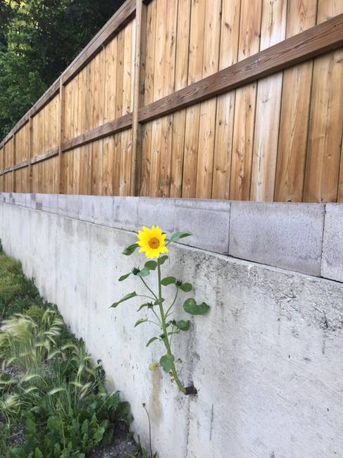 Az élet utat tör magának.