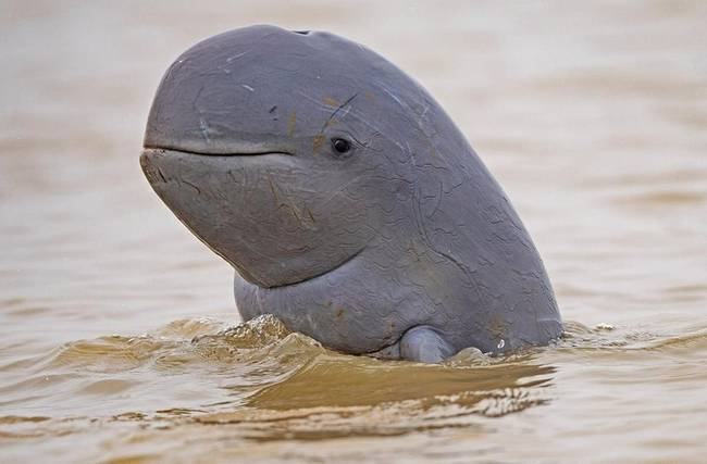 Kúposfejű delfin - a legritkább delfinfajta, alig 100 darab van már csak belőle.