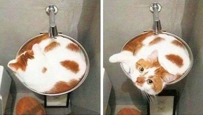 Neem, ez nem cappuccino.