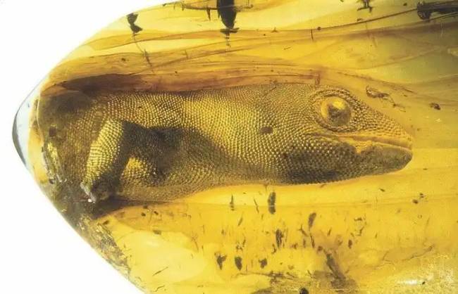 Dinoszauruszok történelem régészet 016